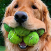 Kutyajáték teniszlabdával
