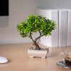Műnövény dekoráció - bonsai - 18 x 24 cm