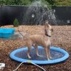 AquaFun Kutyamedence Vízipermettel – Nyári Hűsölés Játékosan