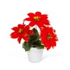 Mikulásvirág kaspóban – piros  – 18 cm
