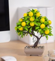 Műnövény dekoráció - citromfa - 18 x 24 cm