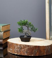 Műnövény dekoráció - bonsai - 10 x 13 cm