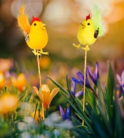 Húsvéti dekoráció - kakas - 2 féle - leszúrható - 24 cm