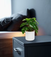 Műnövény dekoráció - filodendron - zöld - 20 x 8 cm