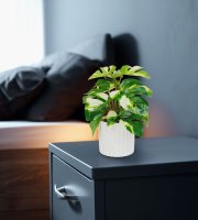 Műnövény dekoráció - filodendron - zöld/sárga - 20 x 8 cm