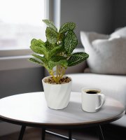 Műnövény dekoráció - fittonia - 20 x 9 cm