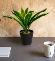 Műnövény dekoráció - sávos sáfrányfa - 20 x 8,5 cm