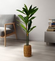 Műnövény dekoráció - Dracaena Fragrans - 1,1-1,2 m