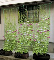 2 db gyümölcs- és zöldségszőlő háló