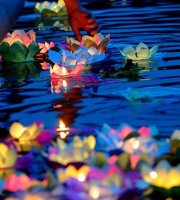 Óriás napelemes tavirózsa